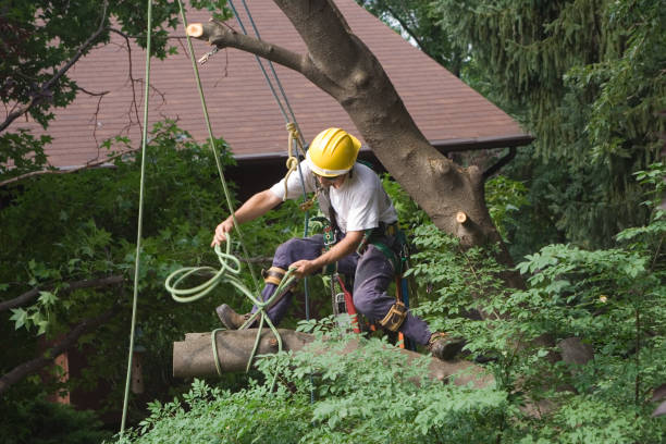 Mulching Services in St Joseph, IL